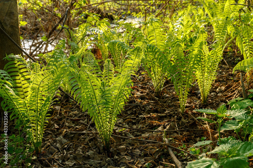 Young fern growing in the forest. Beautiful green fern leaves in sunlight.