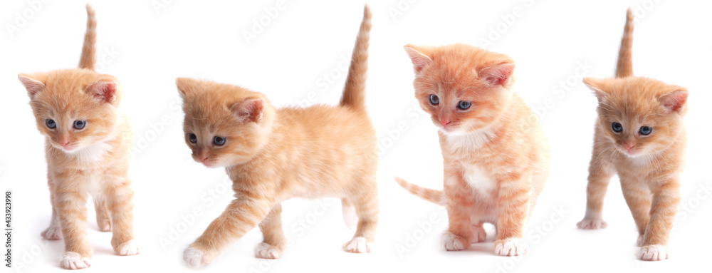 Ginger kittens on a white background