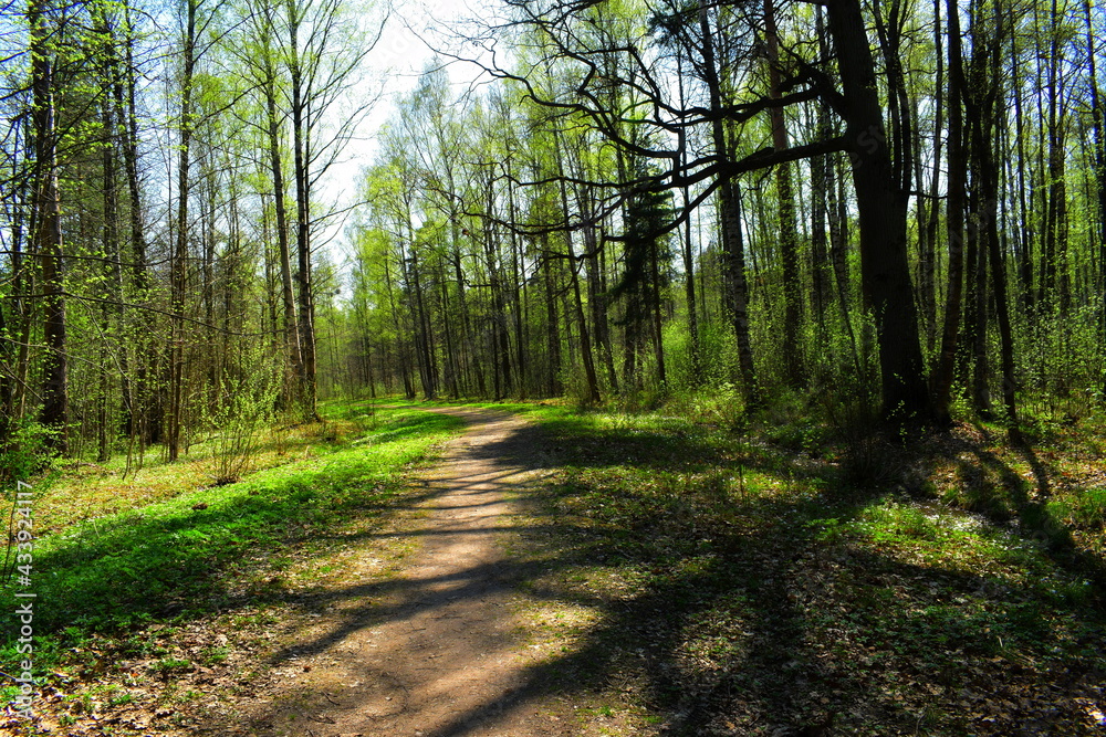 Obraz premium path in the forest