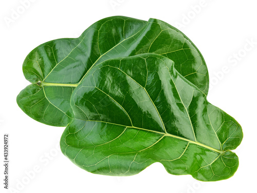 Ficus lyrate leaves on white background. photo