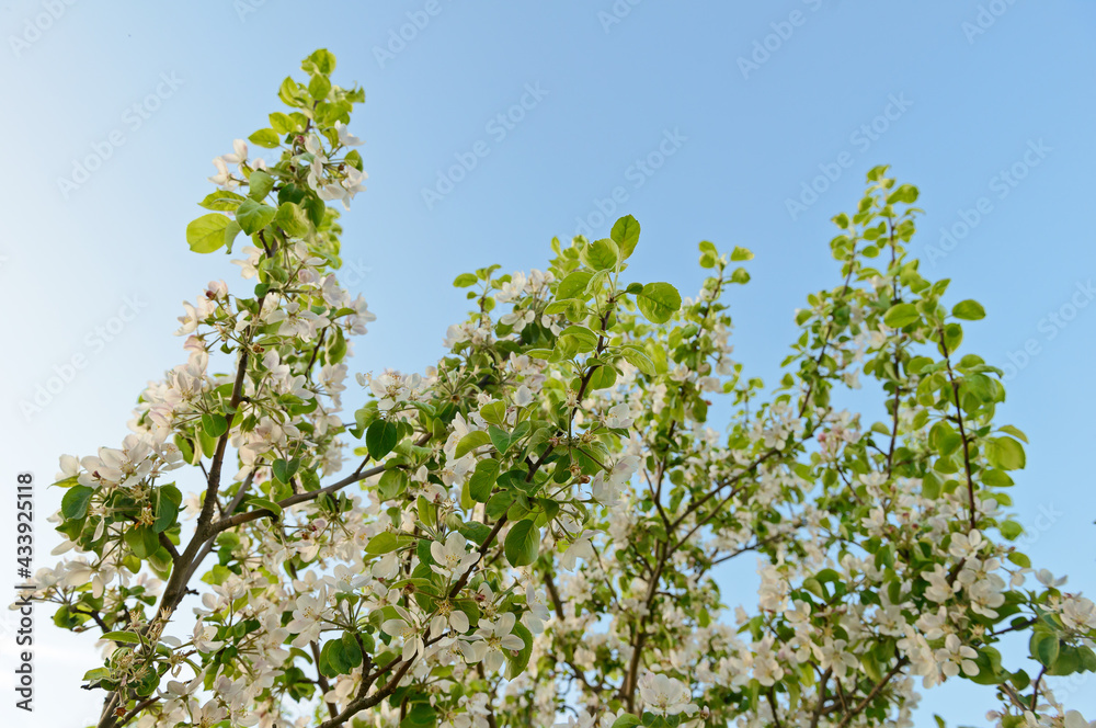 Blooming branches of an Apple tree against the blue sky
