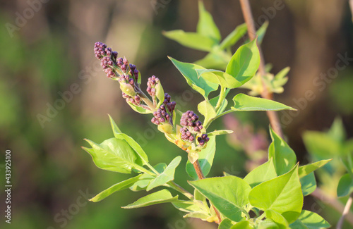 Der Lila, Blaue Flieder treibt seine Knospen für die Blüte aus.