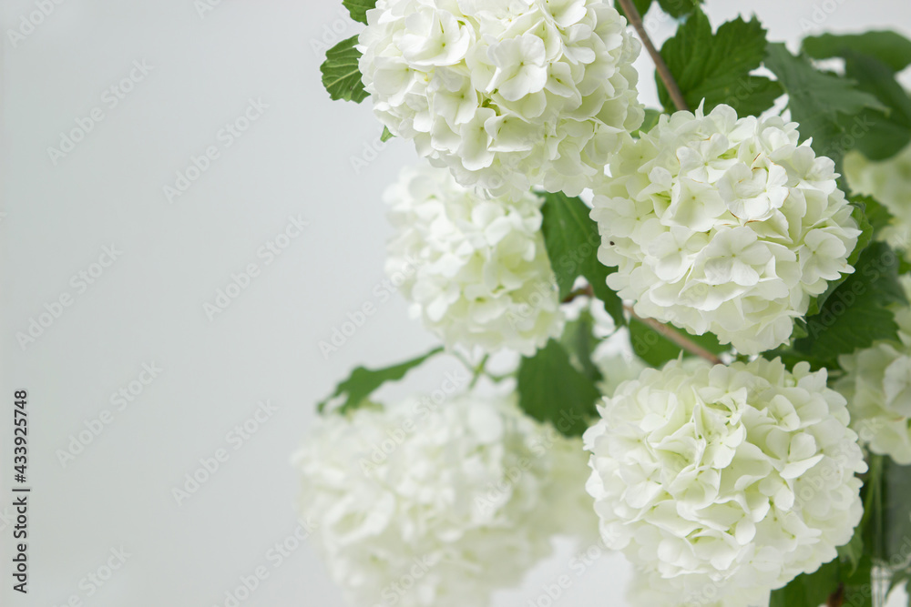 White flowers on a white background. Delicate white flowers on a light background. Spring flowers White flowers on a white background. Delicate white flowers on a light background. Spring flowers