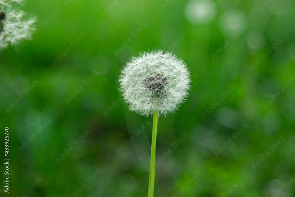 Dandelion on a background of grass. A living plant. Pure nature Dandelion on a background of grass. A living plant. Pure nature