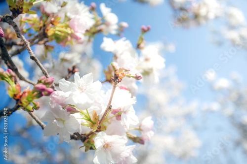 Beautiful colorful fresh spring flowers with clear blue sky. Cherry blossom bright pastel white and pink colors  summer and spring background full bloom close up