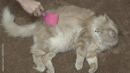 Hand scratching the fur on cat using brush