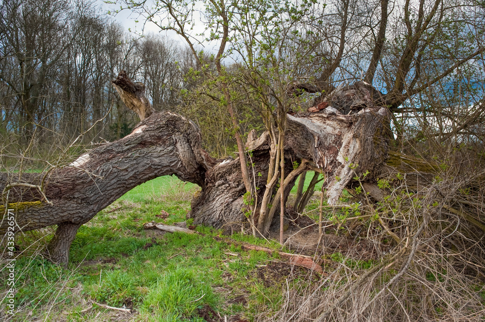 Ein abgestorbener und umgestürzter Baum