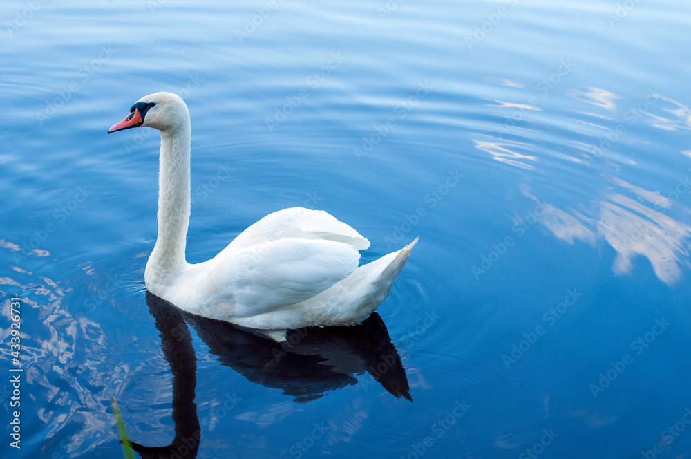 Naklejka premium A white majestic swan floats in front of a wave of water. Young swan in the middle of the water. Drops on a wet head.