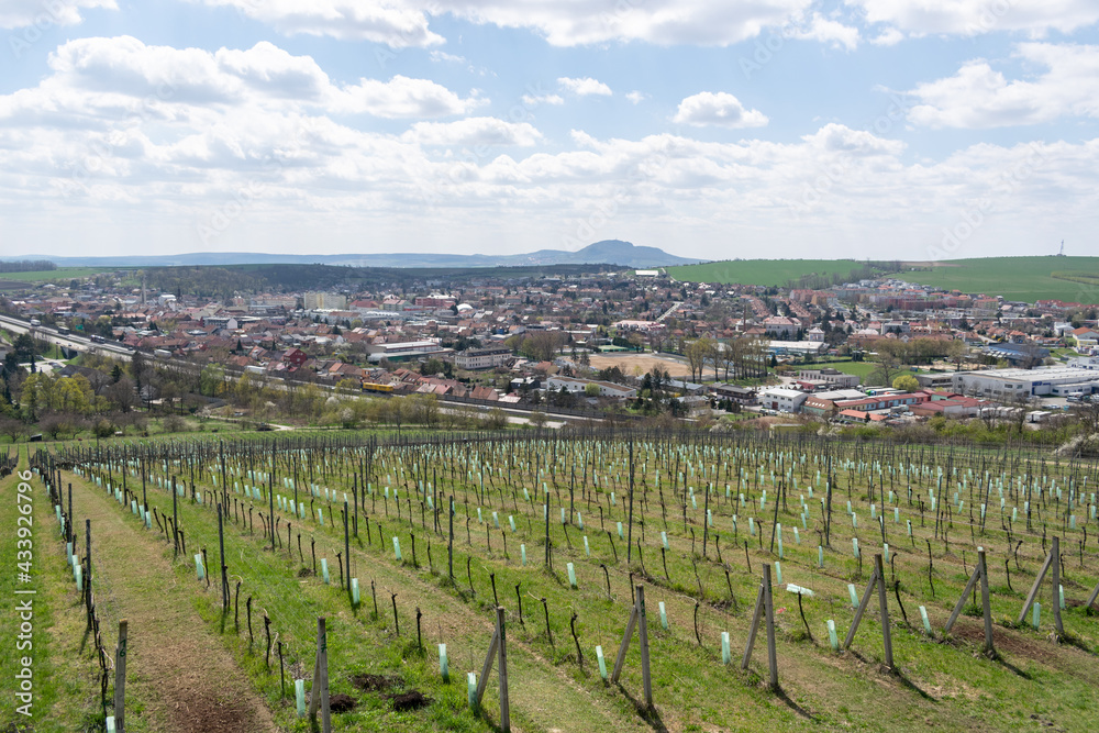 wine field closeup spring view vineyard winery valley farming summer blue sky