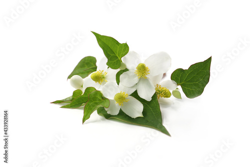 flower of houttuynia on a white background photo
