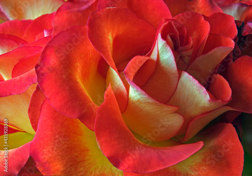 full frame close up of a bright red and yellow rose