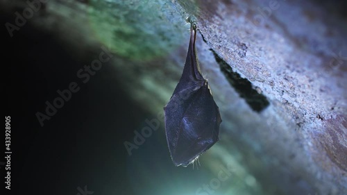 Close up small lesser horseshoe bat covered by wings, hanging upside down on top of arched cellar while hibernating. Creative wildlife take. Creatively illuminated blurry background.