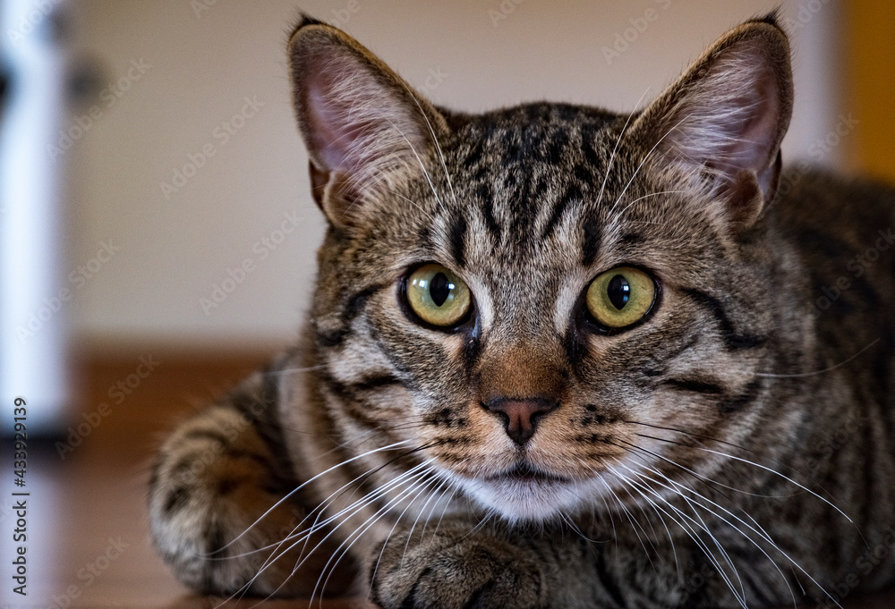 portrait of a classic tabby cat