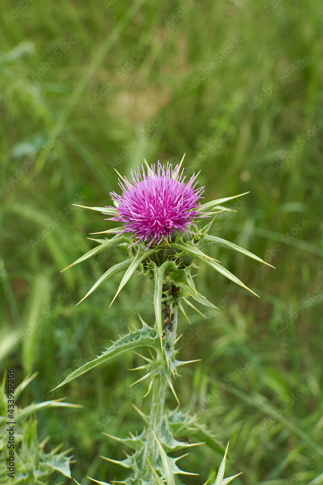 Front view of milk thistle flower on a green background. Vertical. Close up. Front view of milk thistle flower on a green background. Vertical. Close up.