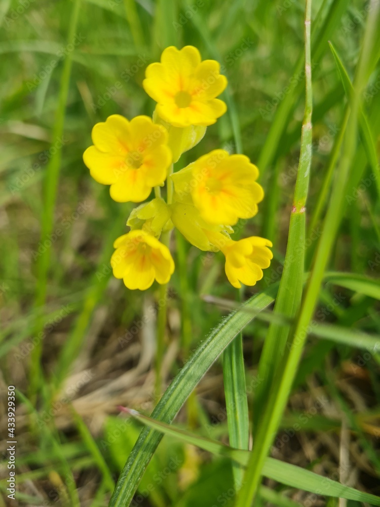 Schlüsselblume, Blume,flower,flowers,gelbe Blume, gelb,cowslip, spring,frühling,natur,nature, pflanzen,field,feld,nahaufnahme,close up, garten,garden,landscape, Schlüsselblume, Blume,flower,flowers,gelbe Blume, gelb,cowslip, spring,frühling,natur,nature, pflanzen,field,feld,nahaufnahme,close up, garten,garden,landscape,