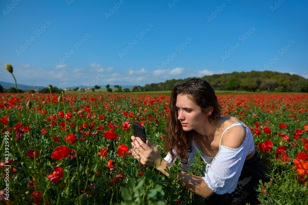 young woman taking picture of a poppy in a red field young woman taking picture of a poppy in a red field