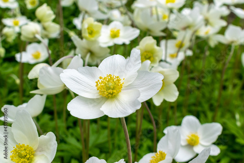 Several white flowers