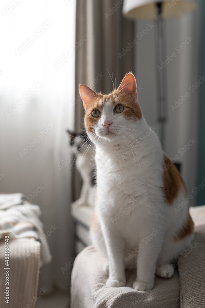 brown and white cat with yellow eyes sitting on a sofa. vertical composition