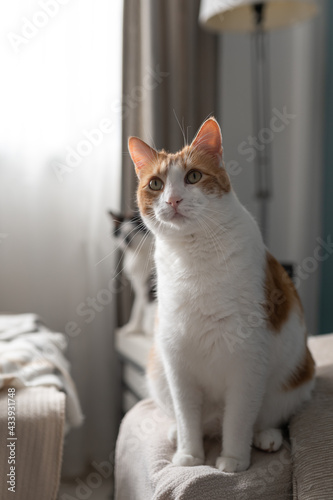 brown and white cat with yellow eyes sitting on a sofa. vertical composition