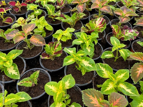 Many bright organic seedling in flowerpots, no focus. Agricultural concept, spring time.