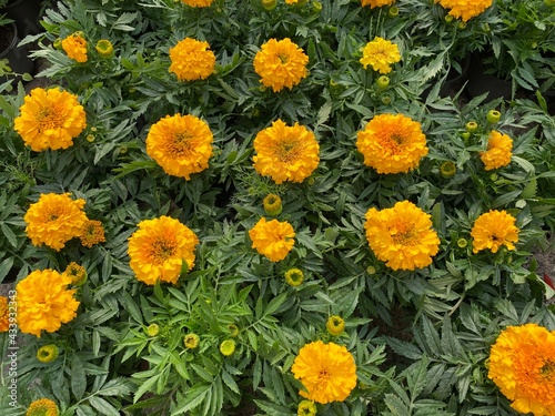 Beautiful orange Marigold flowers  amazing spring flowers of marigold bush  spring flora and flora at plantation. 