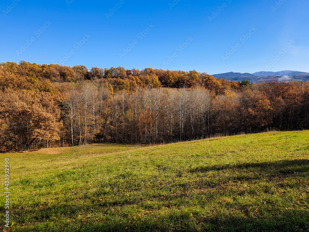 Fototapeta premium campo