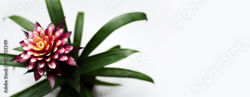 Close-up of beautiful purple bromelia flower with green leaves on white background with copy space. Panoramic banner top view. photo
