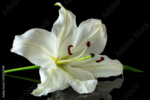White lily flower on a black background. Close up shots.