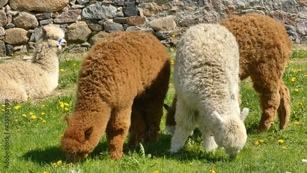 In the spring, four young alpacas come out of the barn near the meadow to eat grass In the spring, four young alpacas come out of the barn near the meadow to eat grass