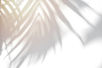 Shadow of plam leave on white cement wall background with copy space