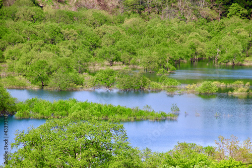 白川湖の水没林（山形県・飯豊町）