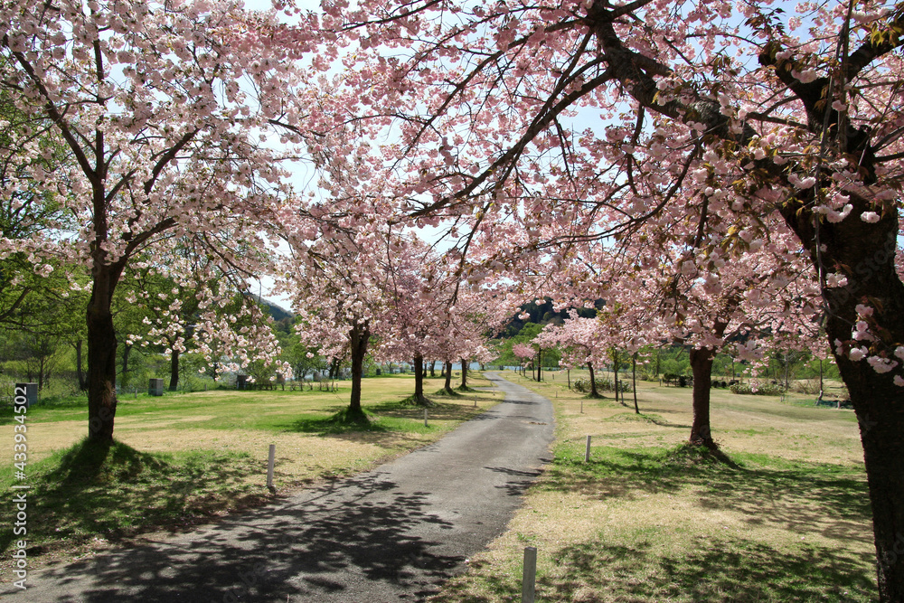 Obraz premium 白川ダム湖岸公園の八重桜（山形県・飯豊町）