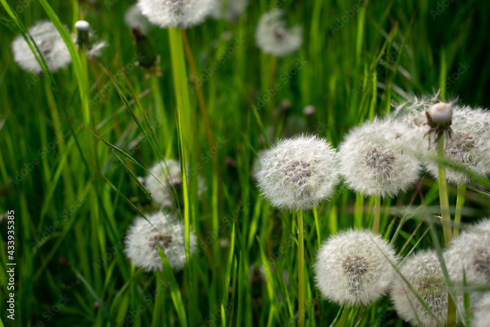 Obraz premium Dandelion in the grass