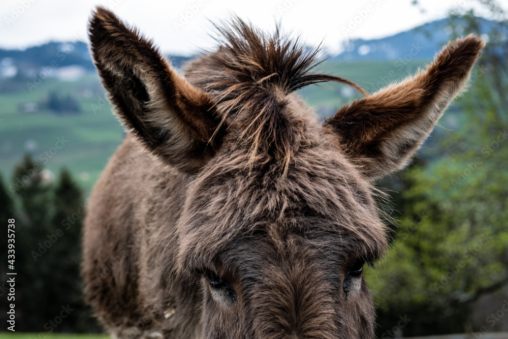 Esel braun, weiss gecheckt