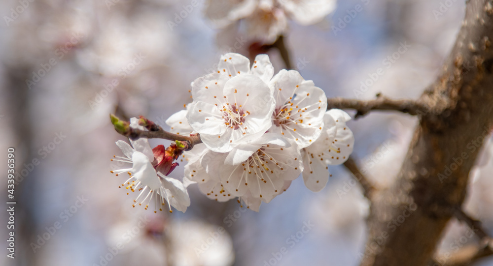 White flowers on an apricot tree in spring. White flowers on an apricot tree in spring.