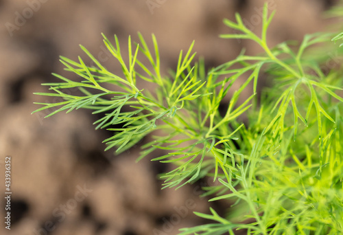 Small sprouts of dill in the ground