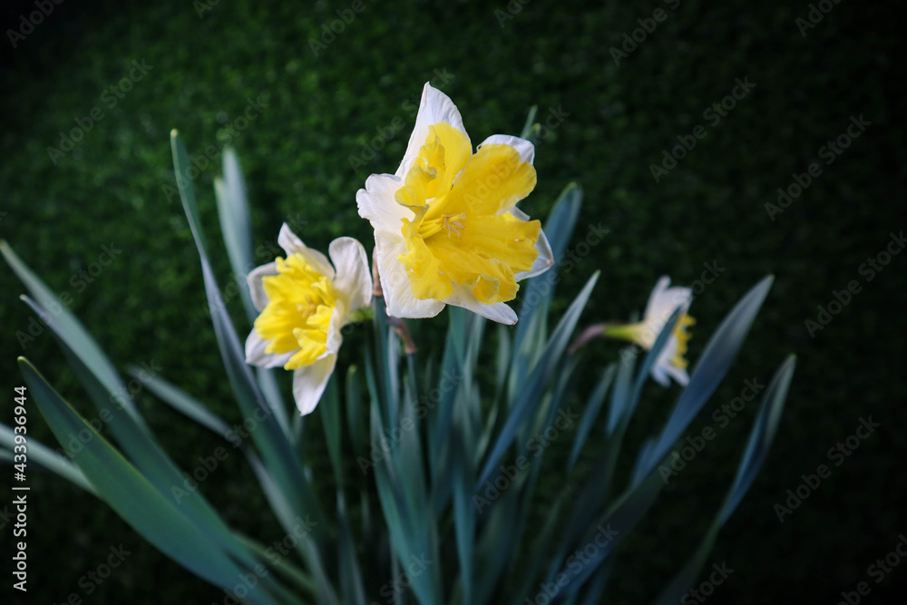 bright beautiful yellow and white daffodils in spring on dark green background bright beautiful yellow and white daffodils in spring on dark green background