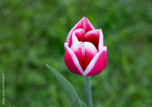 Tulip variety Candy Apple Delight.
 A goblet-shaped flower with pointed petals of pink-crimson color and a bright milky-white border.