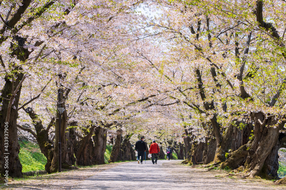 【青森県】弘前公園 桜のトンネル