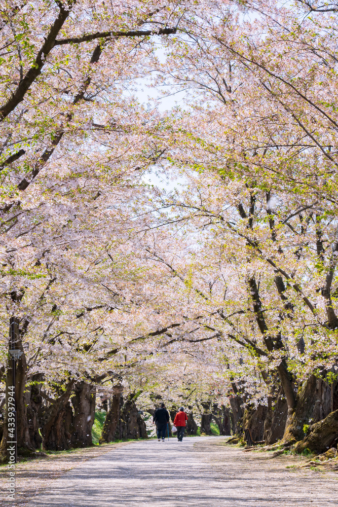 【青森県】弘前公園 桜のトンネル