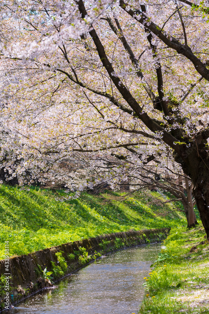 【青森県】弘前公園の桜
