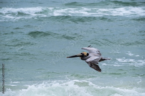 Brown pelican Flying Above the Surf of the Gulf of Mexico in Gulf Shores, Alabama, USA