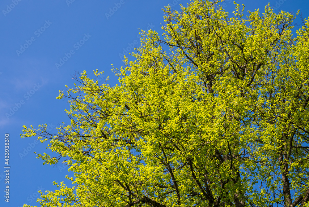 Green trees with yellow leaves in the forest