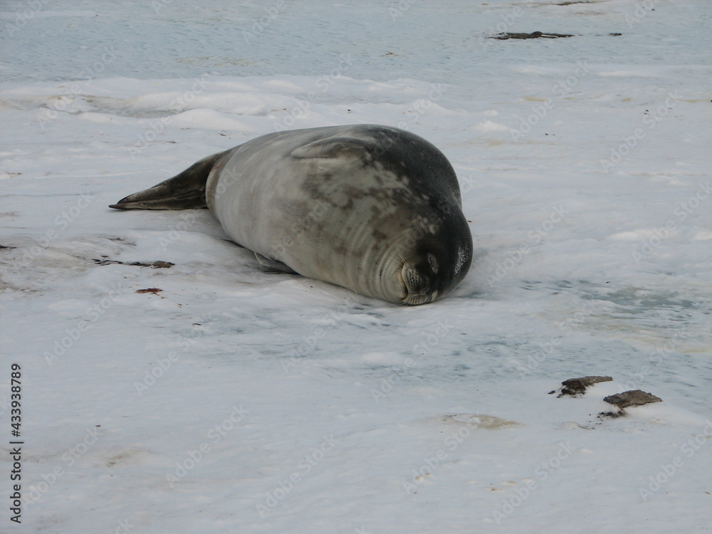 Fototapeta premium 海氷上で寝るウェッデルアザラシ