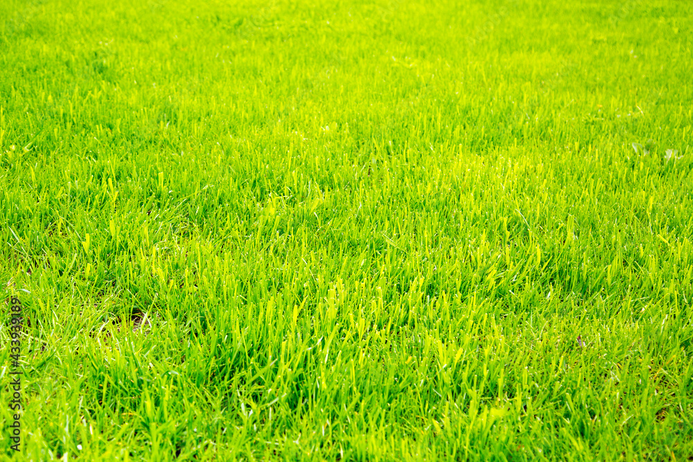 Background of young spring grass on a clear sunny day in spring and summer. Selective focus. Abstract Nature Structure Backgrounds.