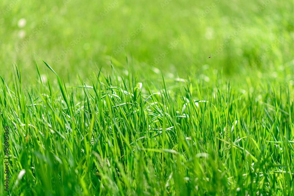 Fototapeta premium Beautiful green plants in the garden on a warm summer day