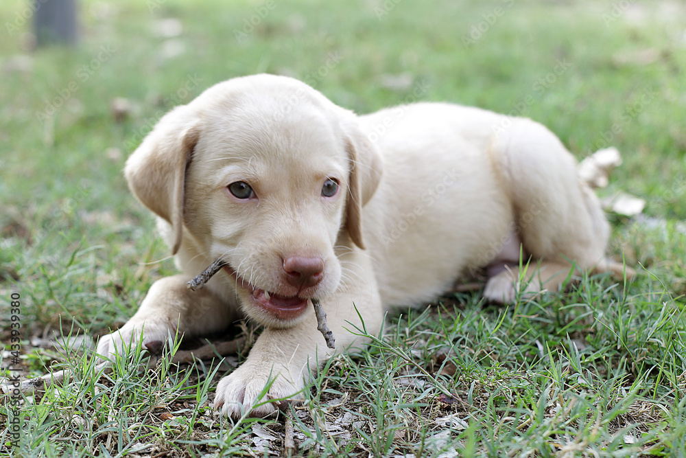 Beautiful labrador puppy is chewing a wooden stick.