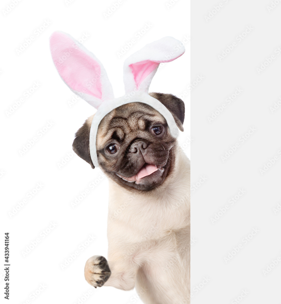 Pug puppy wearing easter rabbits ears looks from behind empty white banner. Isolated on white background