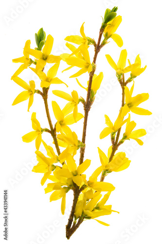 Isolated branch of blooming forsythia flowers on a white background. 