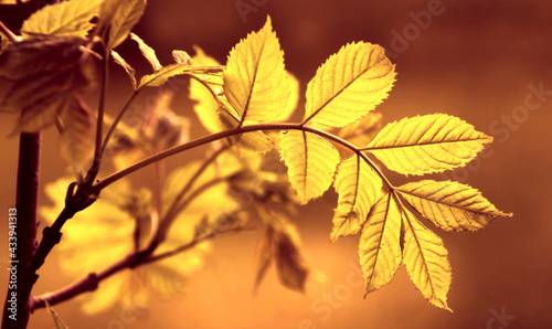 liście oświetlone słońcem w złotym kolorze